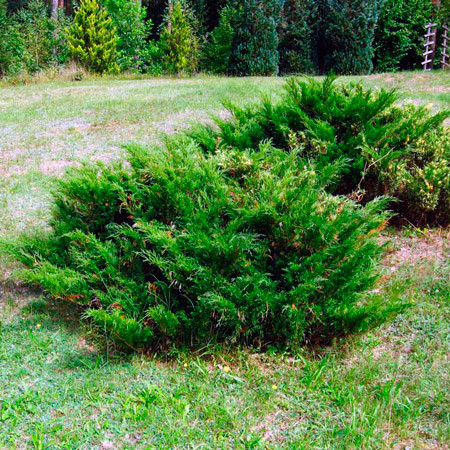 Можжевельник казацкий Мас (Juniperus sabina Mas) (ID#108089293), купить на  Deal.by