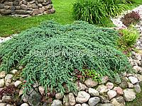 Можжевельник чешуйчатый Блю Карпет (Juniperus squamata Blue Carpet)