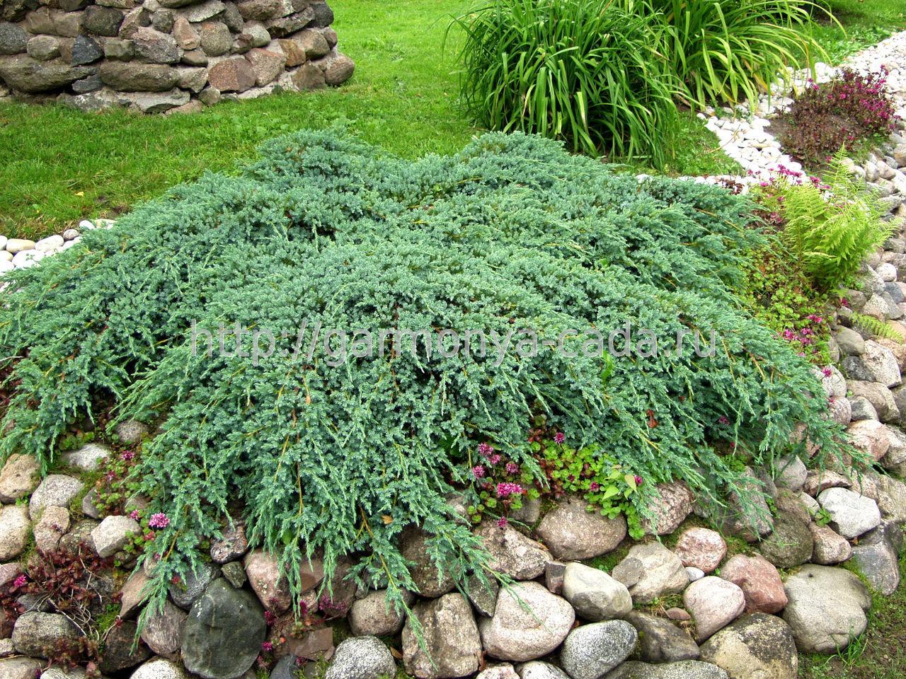 Можжевельник чешуйчатый Блю Карпет (Juniperus squamata Blue Carpet) - фото 1 - id-p108089302