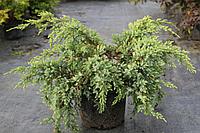 Можжевельник чешуйчатый Голд Тип (Juniperus squamata Gold Tip)