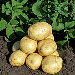 Семенной картофель Коломба 1 РС