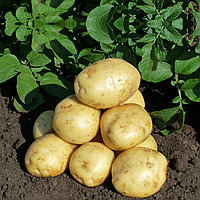 Семена картофеля Коломба 1 РС