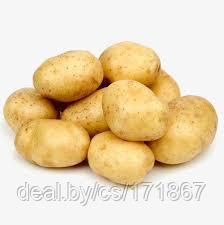 Семенной картофель Ривьера 2PC