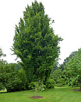 Бук лесной Дэвик (Fagus sylvatica Dawyck)