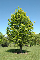 Бук лесной Рохан Голд (Fagus sylvatica Rohan Gold)