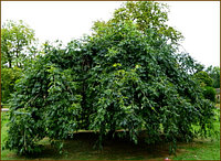 Дуб черешчатый Пендула (Quercus robur Pendula)