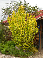 Вяз голландский Вредей (Ulmus hollandica Wredei)