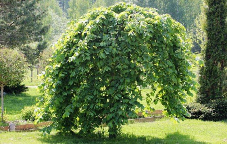 Вяз шершавый Кампердоуни (Ulmus glabra Camperdownii) 180см