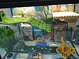 Аквариум для красноухих черепах DOUBLE BRIDGE 100 (комплект), фото 4