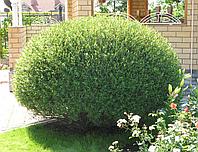 Ива пурпурная Нана (Salix purpurea Nana)