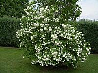 Калина обыкновенная Розеум (Viburnum opulus Roseum)