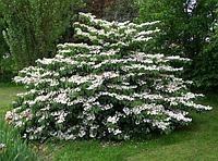 Калина складчатая Мариези (Viburnum plicatum Mariesii)