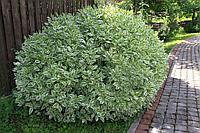 Дерен белый Элегантиссима (Cornus alba Elegantissima)