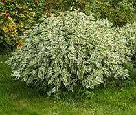 Дерен белый Айвори Хало (Cornus alba Ivory Halo/Bailhalo)