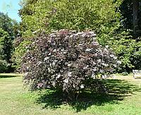 Бузина черная Блэк Бьюти (Sambucus nigra Black Beauty)