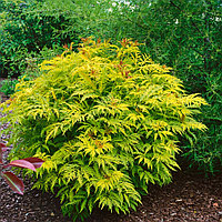 Бузина черная Голдэн Тауэр (Sambucus nigra Golden Tower)