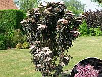 Бузина черная Блэк Тауэр (Sambucus nigra Black Tower)