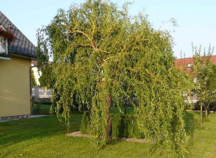 Ива вавилонская Тортуоза (Salix babylonica Tortuosa) - фото 1 - id-p108503617