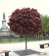 Клен остролистный Purple Globe (Acer platanoides Purple Globe)