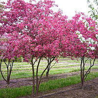 Яблоня декоративная Профьюжен (Malus domestica Profusion)