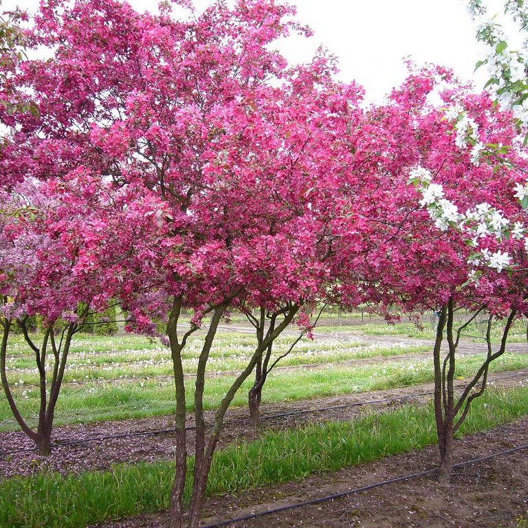 Яблоня декоративная Профьюжен (Malus domestica Profusion) - фото 1 - id-p108512641