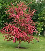 Боярышник обыкновенный Паул Скарлет (Crataegus laevigata Paul's Scarlet)