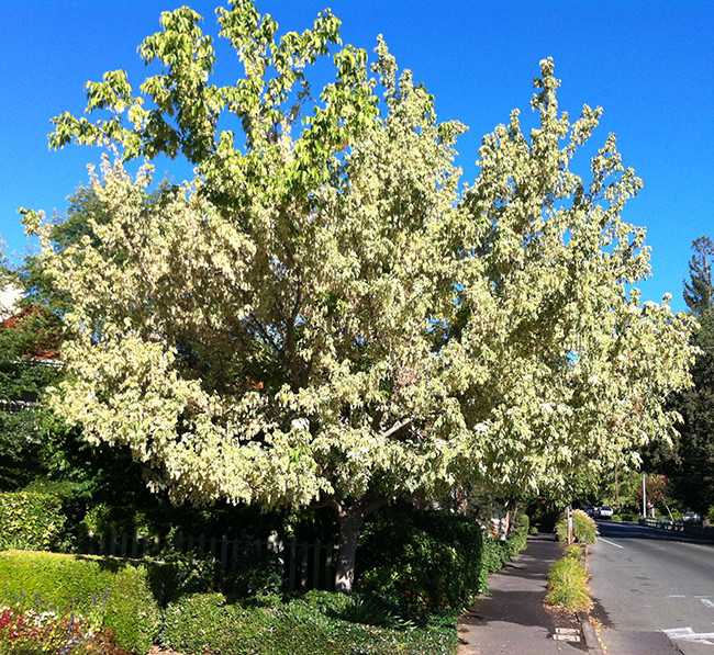 Клён ясенелистный Элеганс (Acer negundo Elegans) - фото 1 - id-p108516465