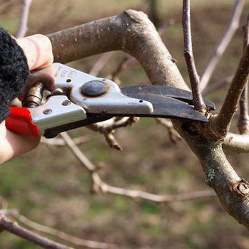 Обрезка плодовых деревьев (санитарная, омолаживающая), обрезка (омоложение) кустов голубики.