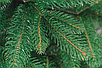 Ель искусственная Бифорес Дриада темно-зеленая 1.3 м, фото 2