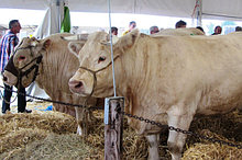 Ветеринарные коврики для коров.