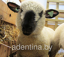 Ванна для лечения и дезинфекции копыт животных ( КРС, овцы)
