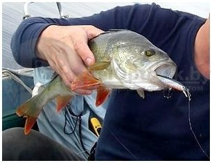 Приманка для ловли хищных рыб Twitching Lure (свет и вибрация) - фото 10 - id-p109389468