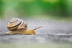 Маска плёнка с муцином улитки Snail Extract Dear She, 20 гр. - фото 4 - id-p109390055