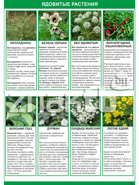 Плакат Ядовитые растения