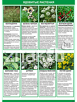 Плакат Ядовитые растения