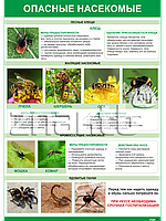 Плакат Опасные насекомые