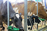 Ветеринарные коврики для коров., фото 3