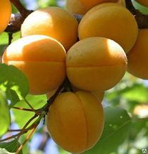 Саженец абрикоса, сорт "Мелитопольский"