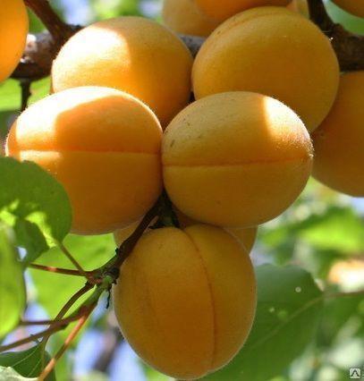 Саженец абрикоса, сорт "Мелитопольский", фото 2