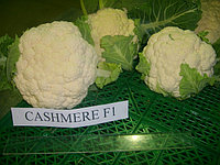 Семена капусты цветной Кашмир F1, в упаковке 1 000 шт.