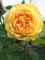Английская роза Роза Golden Celebration