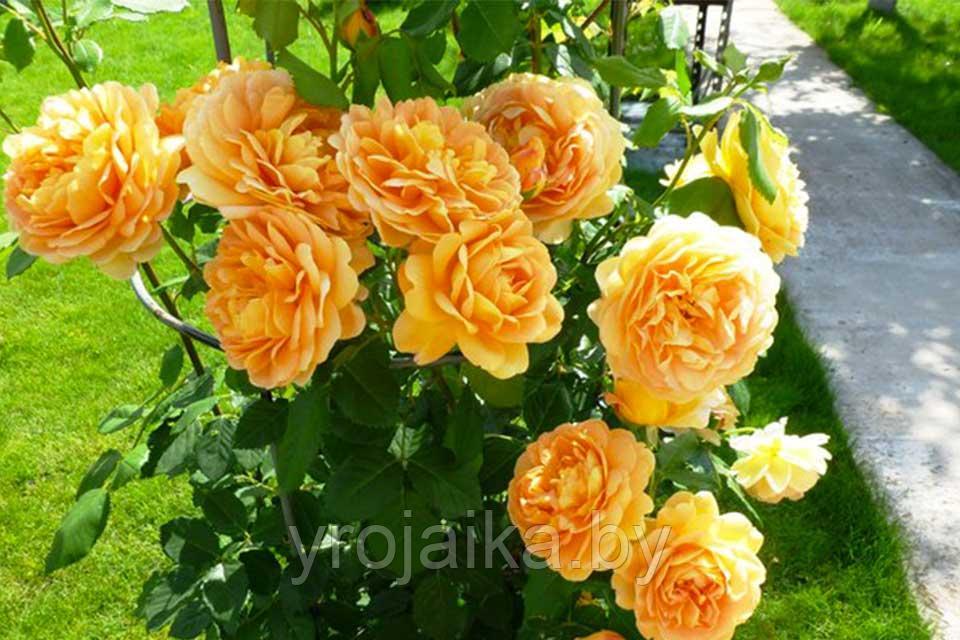 Английская роза Роза Golden Celebration - фото 2 - id-p110597595
