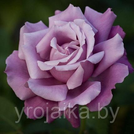 Роза Шарль де Голль, фото 2
