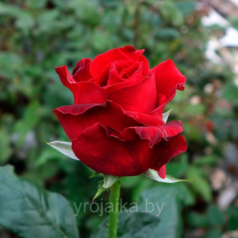 Роза Ред берлин - фото 1 - id-p110612247