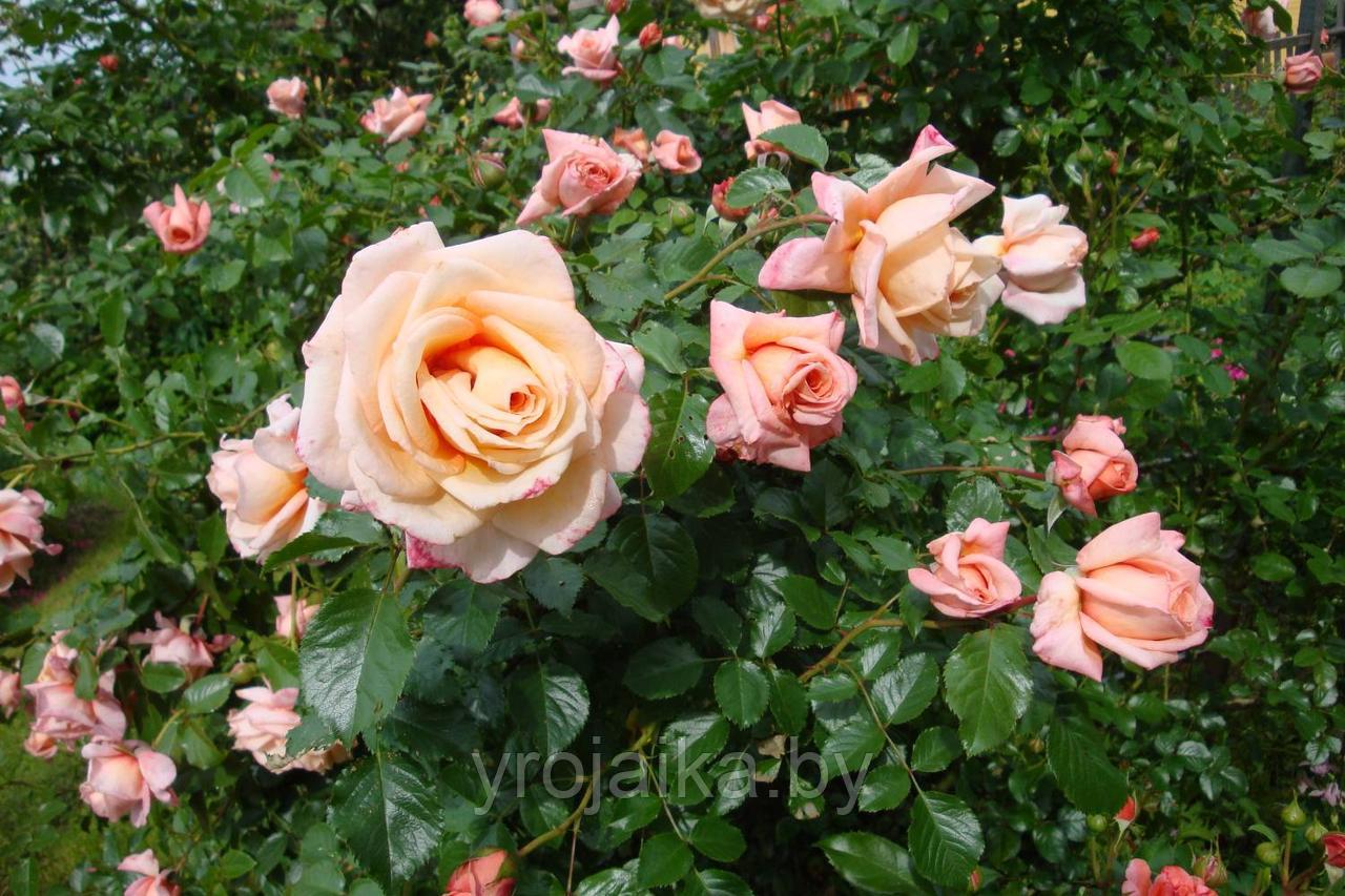 Петлистая роза Барок