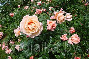 Петлистая роза Барок
