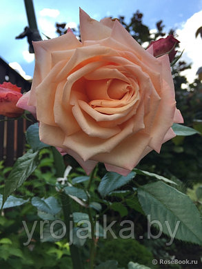 Петлистая роза Барок, фото 2