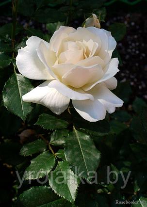 Роза флорибунда Эдельвейс, фото 2