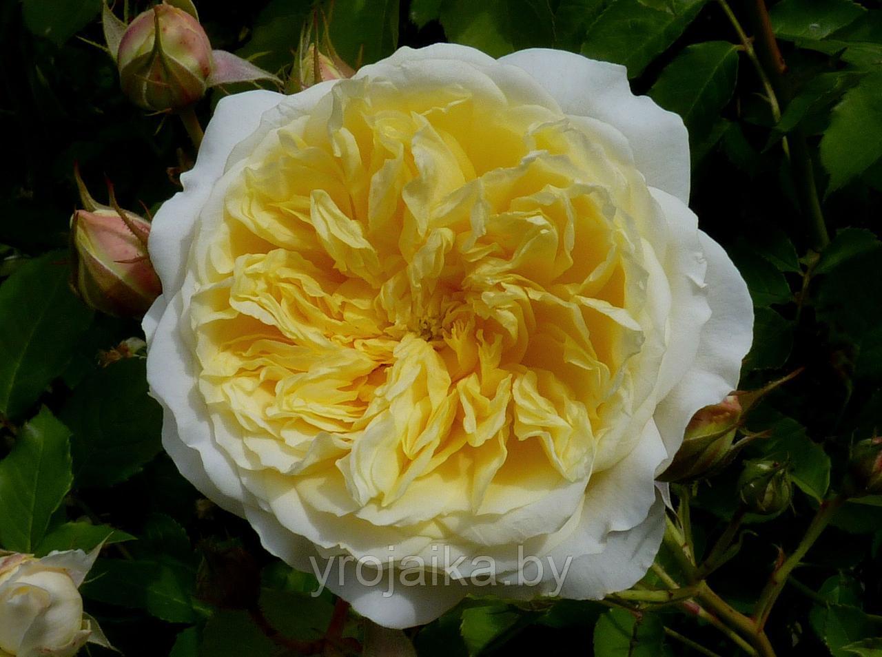Английская роза Роза The Piligrim - фото 2 - id-p110672420