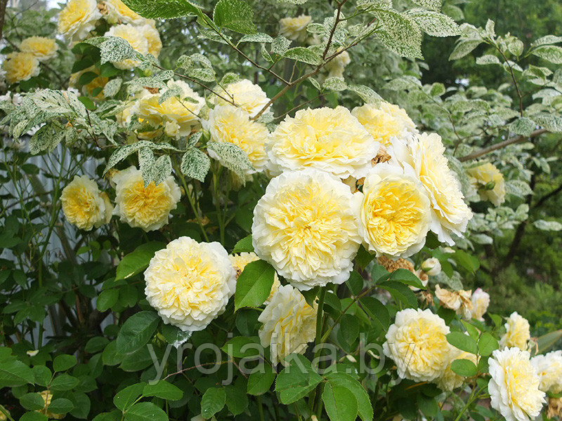 Английская роза Роза The Piligrim - фото 3 - id-p110672420